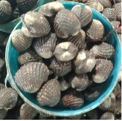 Virgin Mussels